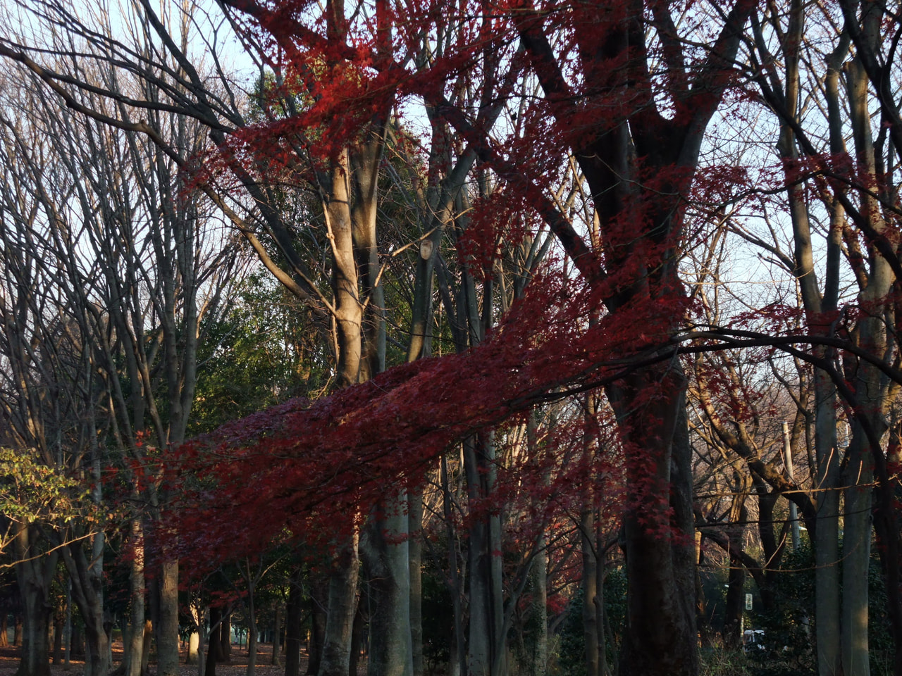 2008_1224jindaiji0231.JPG